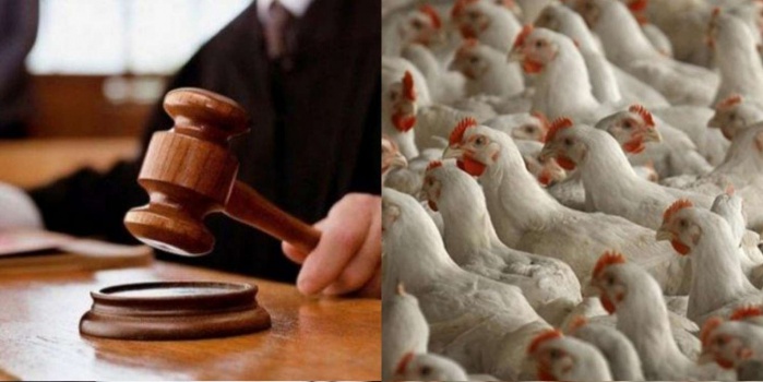 "الاقتصاد" تحيل مخالفين للنيابة العامة لرفعهما سعر كيلوغرام الدجاج