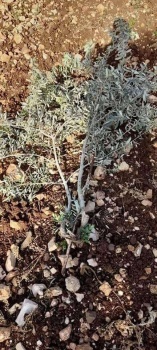 مستوطنون يقطعون أكثر من 30 شجرة زيتون غرب سلفيت