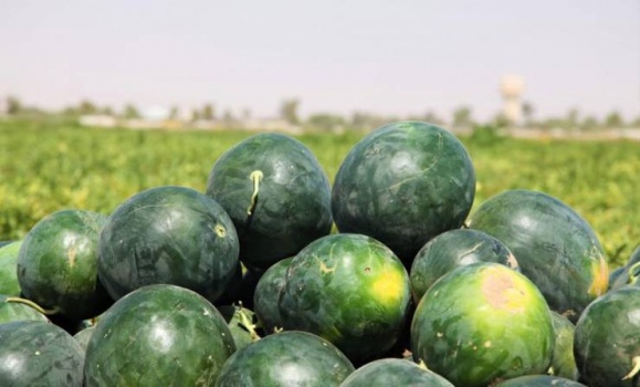أسباب حساسية البطيخ