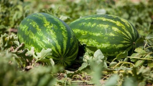 بسبب بطيخة.. قطار ينهي حياة أسرة كاملة في مصر