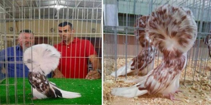 بيع ملكة جمال الحَمام في السعودية بـ 15 ألف دولار أميركي !