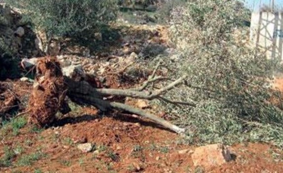 مستوطنون يقتلعون 400 شتلة زيتون غرب نابلس