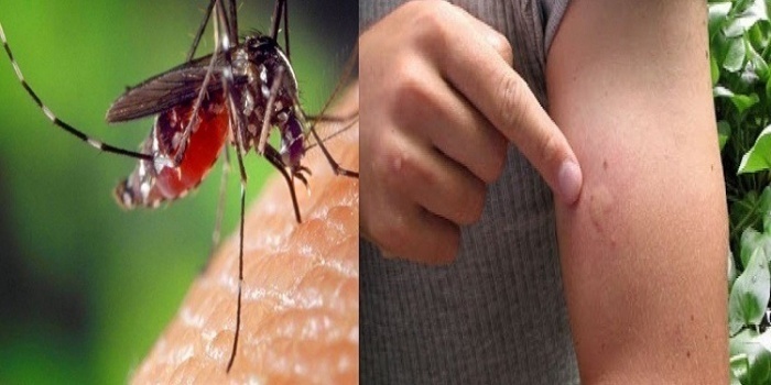 إسرائيل: اكتشاف بعوض مصاب بحمى النيل في إيلات والعربة