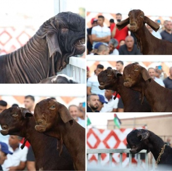 ربع مليون دولار مبيعات مزاد الماعز الشامي في ترمسعيا