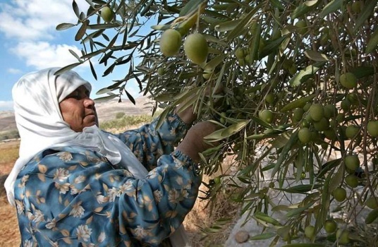 وزارة الزراعة تُقدم نصيحة للمزارعين حول موعد قطف الزيتون هذا العام