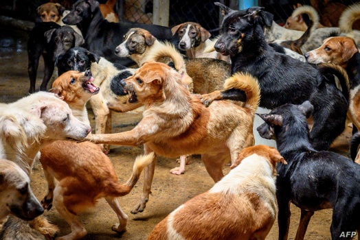 في الخليل: 20 شيقلاً لكل من يقتل كلباً أو "يأسره"!