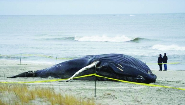 نفوق حوت أحدب