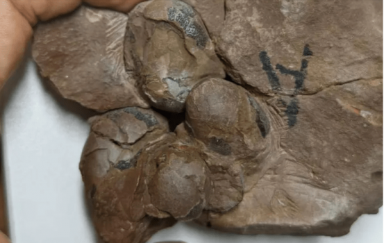 العثور على أصغر بيضة لديناصور غير طائر عمرها 80 مليون سنة