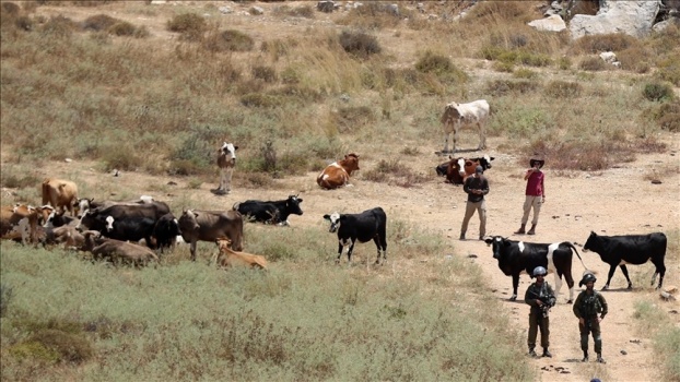 مستوطنون يهاجمون قرية العوجا شمالي أريحا