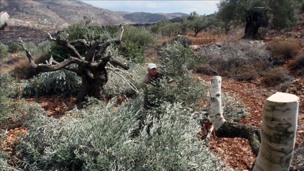 مستوطنون يقطعون نحو 100 شتلة زيتون بين قريتي المغير وأبو فلاح شمال شرق رام الله
