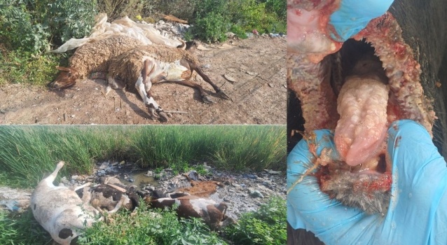 خبير بيئي يحذّر من كارثة وبائية في محافظة جنين بعد إلقاء نفوق المواشي المصابة بالحمى القلاعية بالوديان