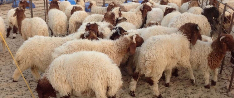 بلدية البيرة تستورد 1500 أضحية وستصل محافظة رام الله والبيرة اليوم