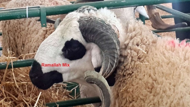 فقط في القدس المحتلة… ثمن الأضحية 45 ألف شيقل !!