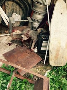 بالصور..القضاء على "ضبع" مفترس في الحي الشرقي بجنين