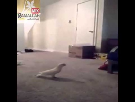 ببغاء يرقص على الحان الدبكة الشعبية