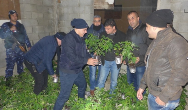 الشرطة توضح كيف ضبطت أشتال مارجوانا بمنزل في بلدة دير الغصون شمال طولكرم
