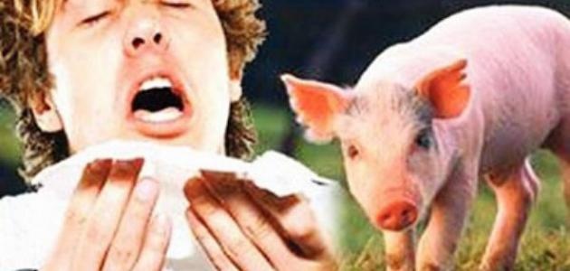 "التعليم البيئي": إنفلونزا الخنازير تتطلب إجراءات وقائية عاجلة