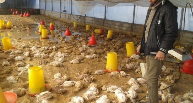 نفوق 4000صوص أثر حريق بركس شرق جنين