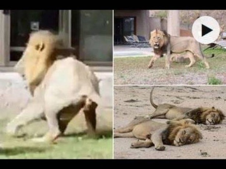 فيديو: ماذا يحدث لو شاهد أسد انعكاس صورته في المرآة؟!