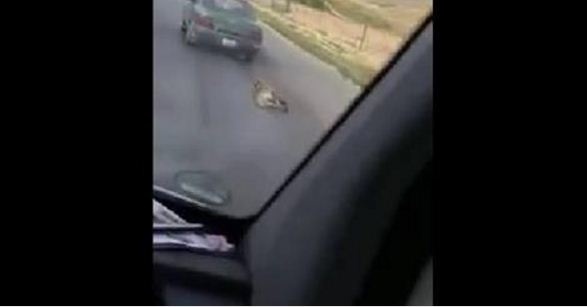 أول تعليق للرجل الذي كان يجر كلباً بمركبته في جرش