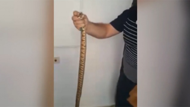 فيديو: العثور على أفعى داخل مرحاض حمام في حيفا