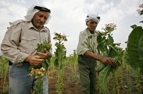 معدل البطالة في بلدة يعبد حوالي الصفر بسبب زراعة التبغ