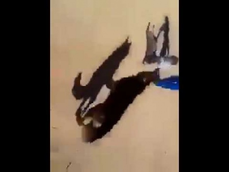 لبناني يطلق كلباً على طفل سوري وينادي "سوري سوري"
