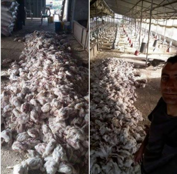 بالصور..موجة الحر تتسبب في نفوق آلاف الدواجن في طولكرم