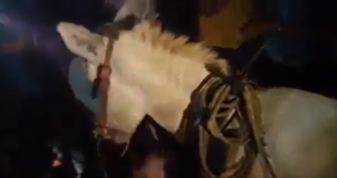 شاهد..مواطن فلسطيني دخل العيادة بطفل وخرج بجثته وعاد بحمار!
