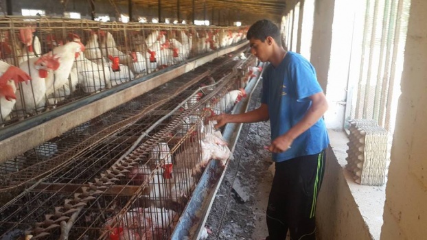 بالصور..زراعة نابلس تعدم دجاجا بياضا في بلدة زيتا جماعين