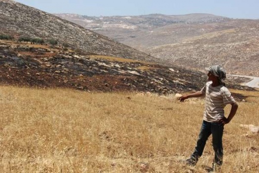 مستوطنون يحرقون 100 دونم مزروعة بالزيتون شرق رام الله