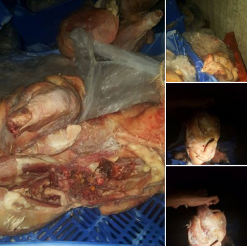 بالصور..أتلاف 600 كغم من الدجاج الفاسد في جنين