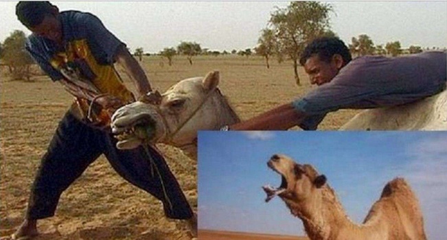 جمل يأكل جسد صاحبه بعد قتله و قطع رأسه و السبب لا يصدق!