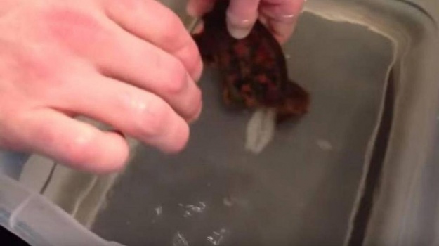 لحظة رائعة توثق ولادة قرش.. وخروجه من البيضة (فيديو)