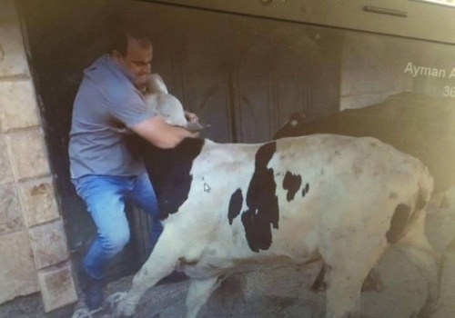نابلس : الجزّار الخارق "أيمن" أطاح بخمسة عجول بقبضة يده ويحلم بتصوير فيلم والمنافسة