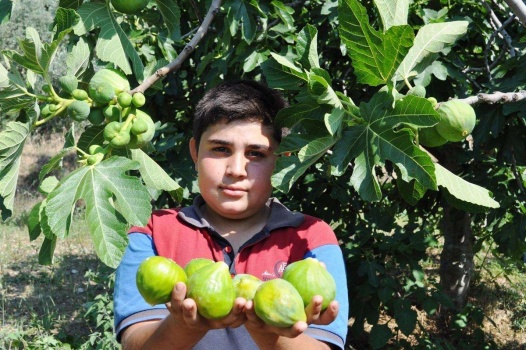 التين في الذاكرة الوطنية