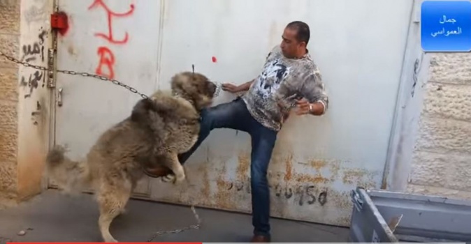 فيديو| مواجهة شرسة بين العمواسي وكلب قوقازي عملاق