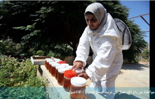 فلسطينيات من رام الله يربين النحل.. "عسل" في المكسب رغم "سمه"