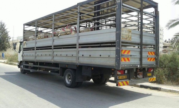 الضابطة الجمركية في جنين تضبط طيور حبش مهربة من إسرائيل