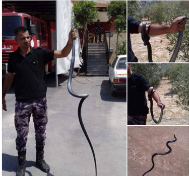 (فيديو) الدفاع المدني يمسك عربيد داخل حظيرة أغنام في بلدة اليامون غرب جنين