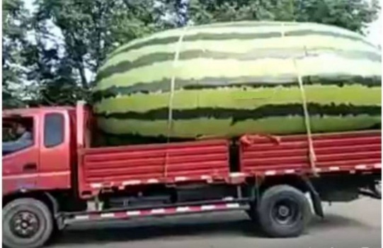 بالفيديو: شاهد أكبر بطيخة بالعالم!