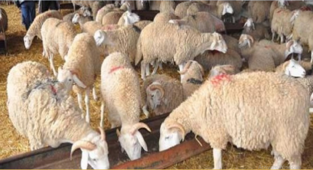 اضحية تتسبب بطلاق زوجين في عمّان