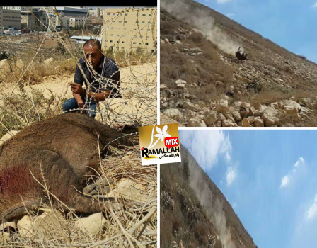 شاهد بالفيديو: جمال العمواسي يصطاد خنزيرا ضخما بحجم ثور في رام الله !