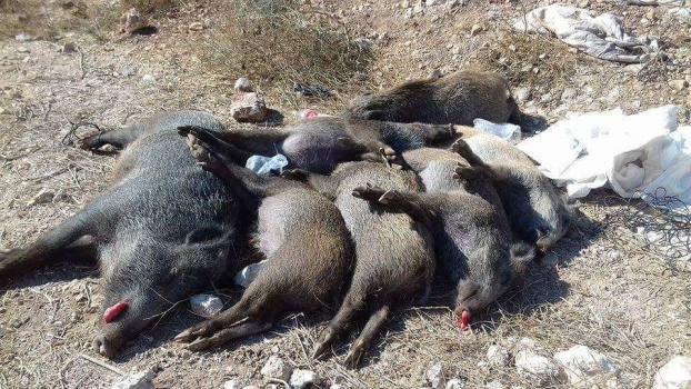 القضاء على خنازير برية في بلدة ميثلون جنوب جنين