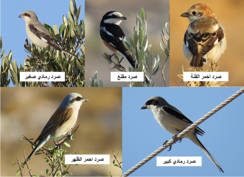 تسجيل 5 أنواع من طائر الصرد في جبال عز الدين بجنين