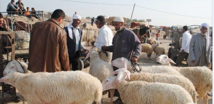 الزراعة تحذر من التلاعب في اسعار الأضاحي