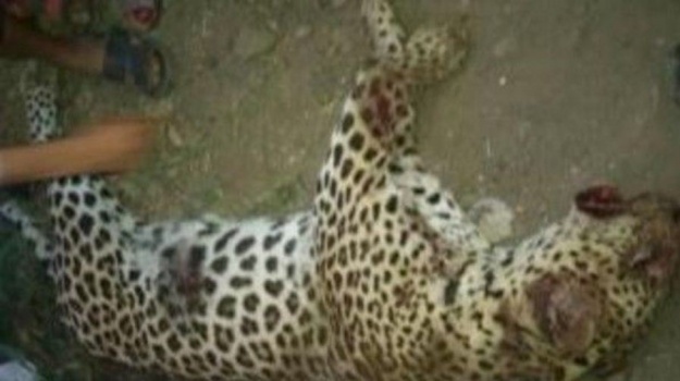 نمر يلتهم طفلة ويثير الرعب في قرية مصرية