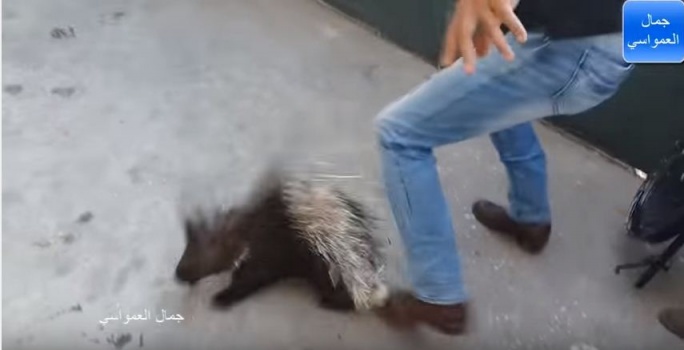 فيديو: معركة شرسة بين نيص وزنه 17 كيلو غرام والعمواسي ... شاهد ما حدث!