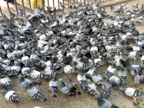 فيديو: حمام الشام ...حكاية لاتنام