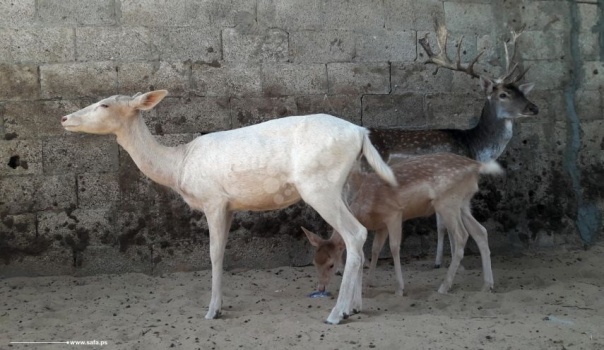 بالصور..مواطن فلسطيني يربي 6 غزلان